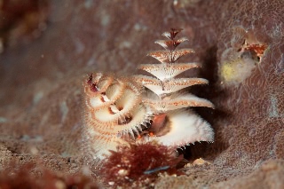 「イバラカンザシ(Christmas tree worm)」のサムネイル画像
