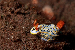 「ウミウシの仲間」のサムネイル画像