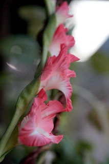 「グラジオラス」のサムネイル画像