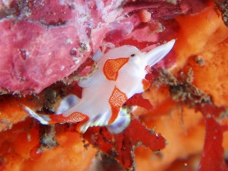 「クマドリイザリウオ(クマドリカエルアンコウ,Warty Frogfish)」のサムネイル画像