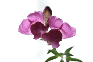 「スイートピー(カオリエンドウ,ジャコウレンリソウ,ジャコウエンドウ)」のサムネイル画像