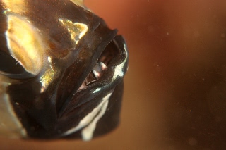 「アマノガワテンジクダイ(バンガイ・カーディナルフィッシュ,banggai cardinalfish)」のサムネイル画像