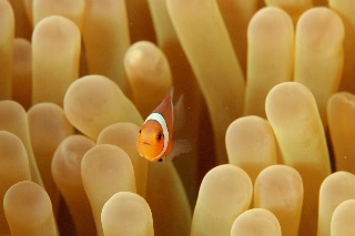「カクレクマノミ(Western Clown Anemonefish)」のサムネイル画像