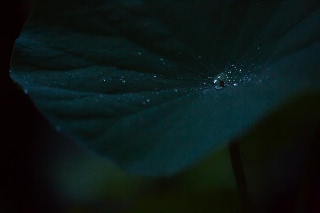 「祝福」のサムネイル画像