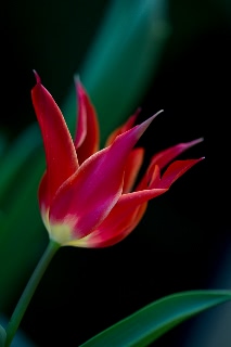 「チューリップ」のサムネイル画像