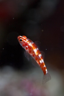 「red-blotched pygmy-goby(レッドブロッチピグミーゴビー)」のサムネイル画像