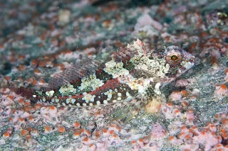 「無題」のサムネイル画像