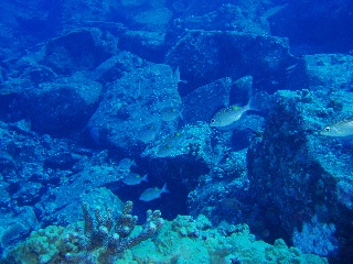 「無題」のサムネイル画像
