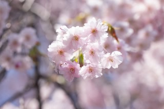 「ヤエベニシダレ(八重紅枝垂)」のサムネイル画像