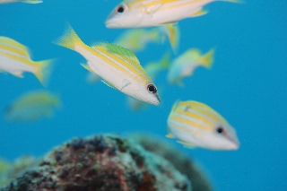 「ヨスジフエダイ」のサムネイル画像