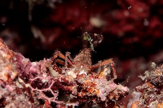 「カニの仲間」のサムネイル画像