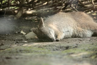 「パルマワラビー」のサムネイル画像