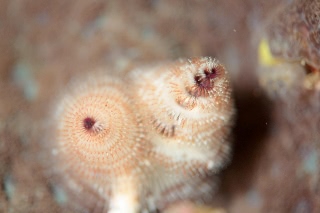 「イバラカンザシ(Christmas tree worm)」のサムネイル画像