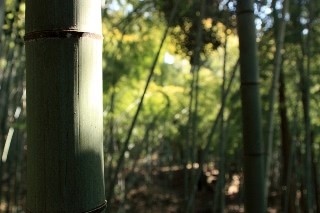 「タケ」のサムネイル画像