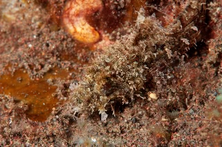 「カサゴの仲間」のサムネイル画像