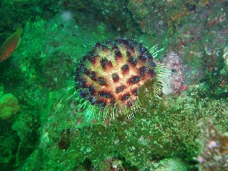 「イイジマフクロウニ」のサムネイル画像