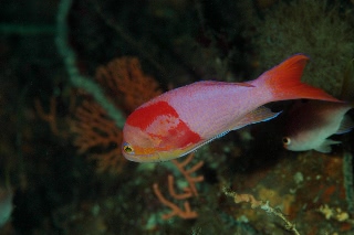 「ナガハナダイ」のサムネイル画像