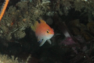 「サクラダイ」のサムネイル画像