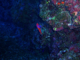 「スミレナガハナダイ(サロンパス)」のサムネイル画像