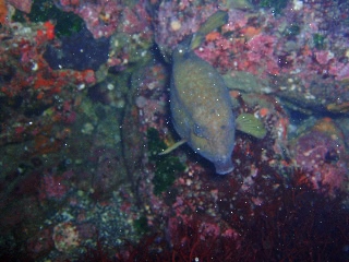 「ハコフグ」のサムネイル画像