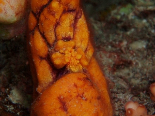 「ニシキボヤの口が閉まるところ」のサムネイル画像