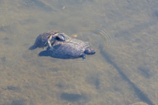 「カメの仲間」のサムネイル画像