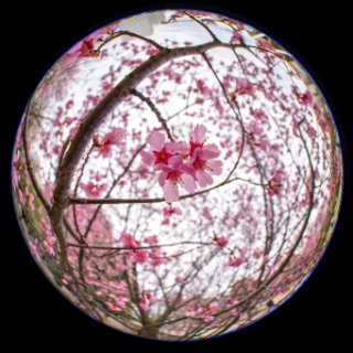 「オカメザクラ」のサムネイル画像