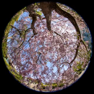 「ヤエベニシダレ(八重紅枝垂)」のサムネイル画像