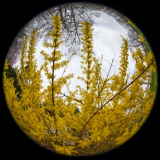 「オオヤマザクラ(エゾヤマザクラ,ベニヤマザクラ)」のサムネイル画像