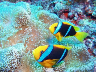 「オレンジフィン アネモネフィッシュ(orange-fin anemonefish)」のサムネイル画像