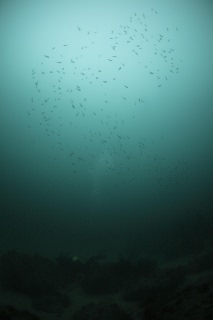 「無題」のサムネイル画像