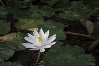 「植物の仲間」のサムネイル画像