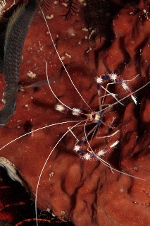 「オトヒメエビ(Banded boxer shrimp)」のサムネイル画像