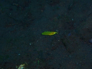 「コガネキュウセン」のサムネイル画像