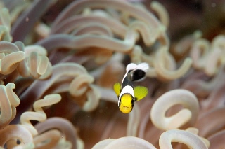 「クマノミ(Anemonefish)」のサムネイル画像