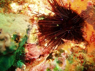 「ウニとエビ」のサムネイル画像