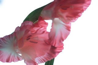 「グラジオラス」のサムネイル画像