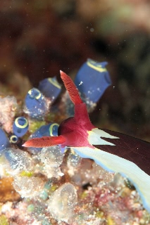「セグロリュウグウウミウシ」のサムネイル画像