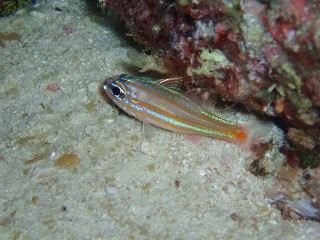 「テンジクダイの仲間」のサムネイル画像