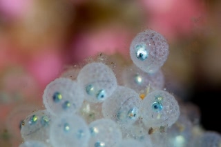 「ヒゲキタノトサカ」のサムネイル画像