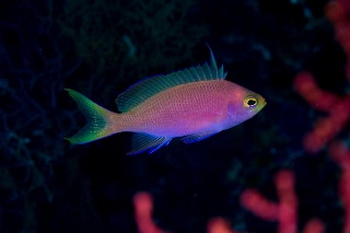 「フチドリハナダイ」のサムネイル画像