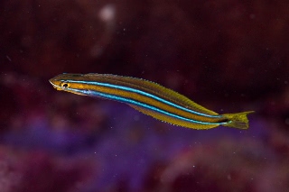 「ミナミギンポ(Tube-worm Blenny)」のサムネイル画像
