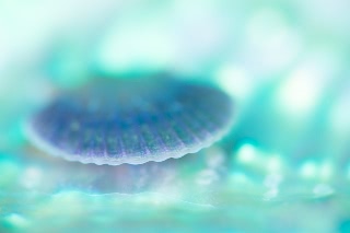 「ホタテガイ」のサムネイル画像