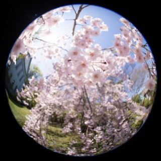 「ヤエベニシダレ(八重紅枝垂)」のサムネイル画像