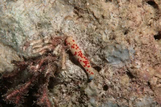 「ゴマフヒトデ」のサムネイル画像