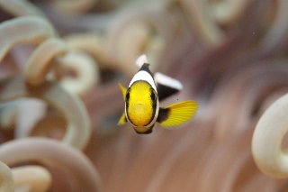 「クマノミ(Anemonefish)」のサムネイル画像