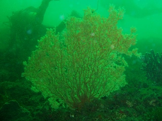 「無題」のサムネイル画像