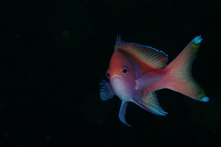 「スミレナガハナダイ(サロンパス)」のサムネイル画像