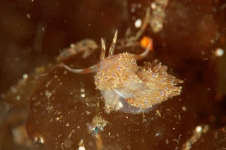 「セトミノウミウシ」のサムネイル画像