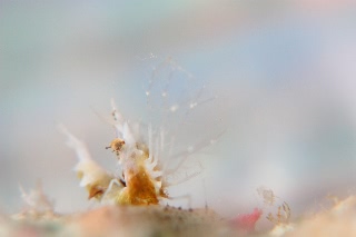 「オリヅルエビ」のサムネイル画像